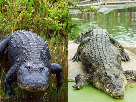 hermes moreletii crocodile|hermes crocodile vs alligator.